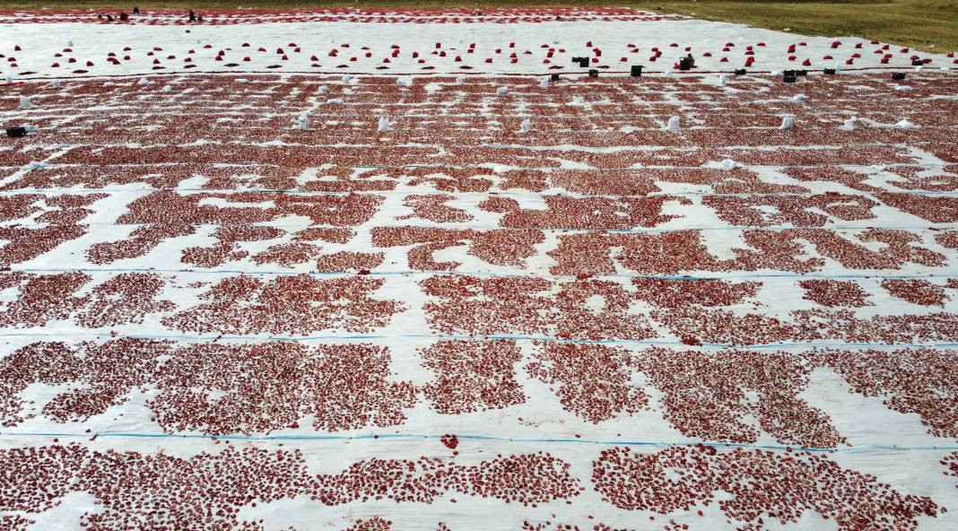 Süphan Dağı’nda yetişiyor 12 kilodan 1 kilo çıkıyor. Türkler 1 kilo bile alamıyor - Resim: 7